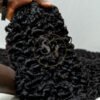 Sdd Chinese Burmese curl natural colour